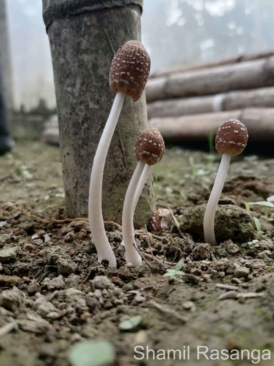Psathyrella